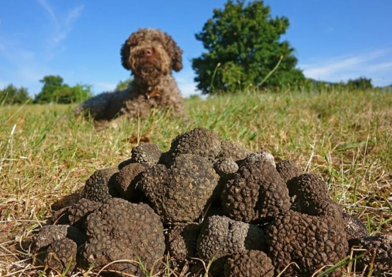 Umbria: Truffle hunting in the woods with lunch - Key Points