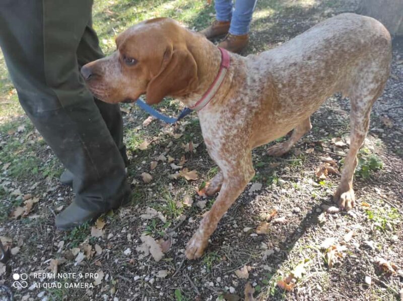 Umbria: Truffle hunting in the woods with lunch - A Closer Look at the Experience
