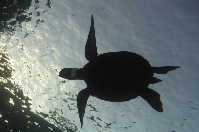 Underwater Scooter Dive (Certified Divers Only) Makena Wailea - The Experience: What You Can Expect During the Tour