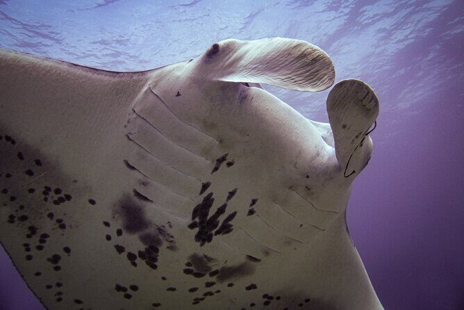 Underwater Scooter Dive (Certified Divers Only) Makena Wailea - Who Should Consider This Tour?