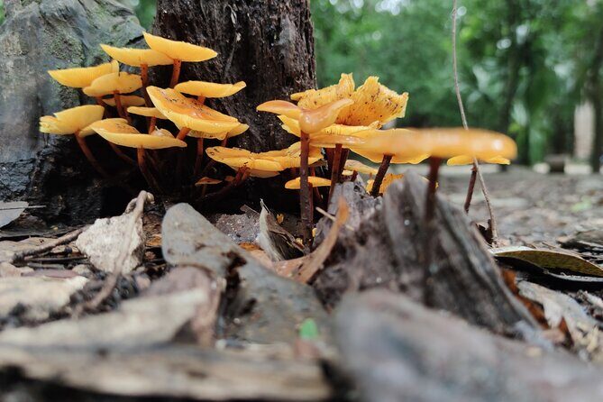 Unforgettable Journey: Coba, Monkey Reserve, and Mayan Cenote - The Practical Side