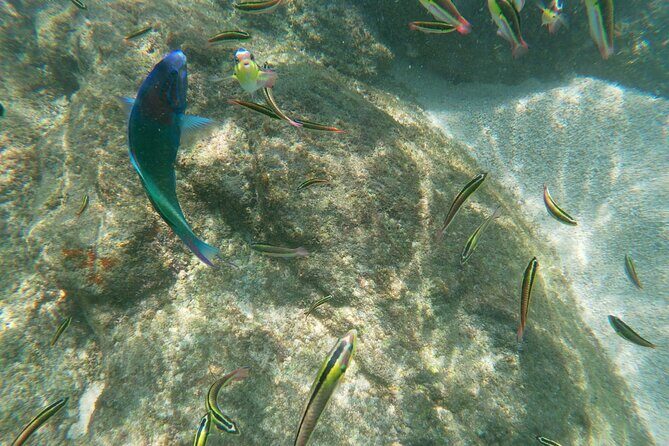 unforgettable snorkeling activity in The Sea of Cortes - The value for the price