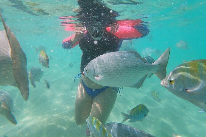 unforgettable snorkeling activity in The Sea of Cortes - Final thoughts