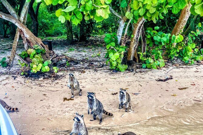 Unique 5 Hours-Boat Tour to Raccoon Island from Fort Lauderdale - Key Points