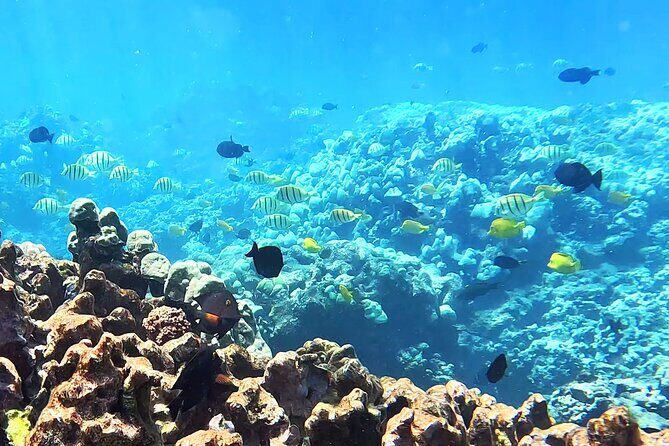 Unlimited Guided Snorkeling Tour for Beginners Plus - An In-Depth Look at the Tour Experience