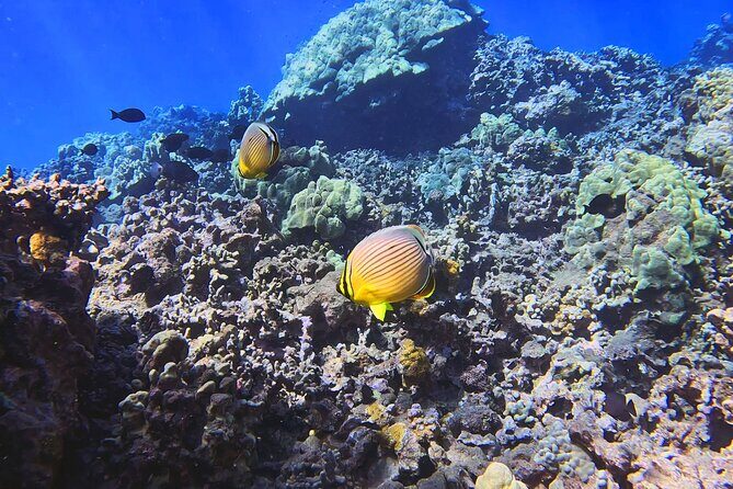 Unlimited Guided Snorkeling Tour for Beginners Plus - Final Thoughts