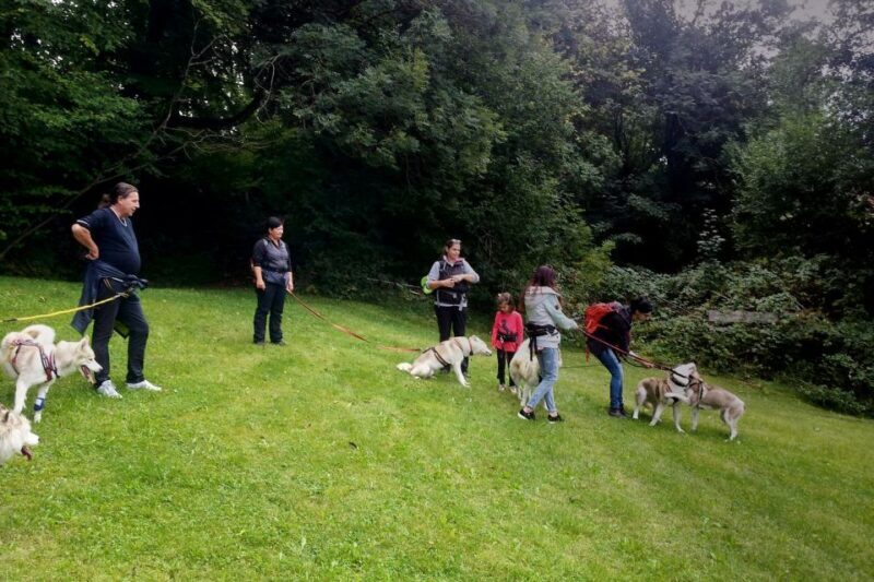 Unterallgäu: Wiedergeltingen Guided Hike with Huskies - Who Will Love This Experience?