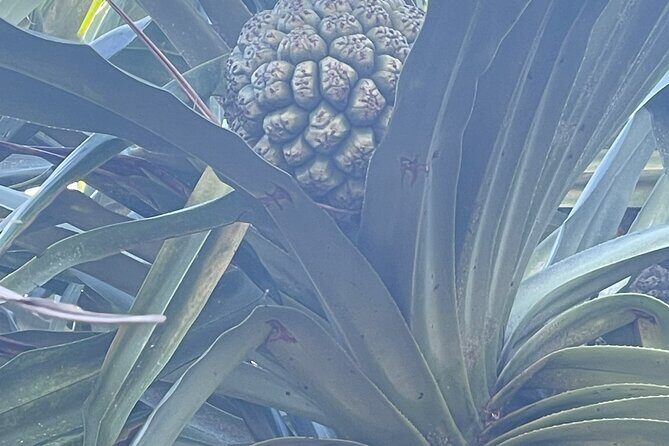 Upcountry Sunset Tour - Who Should Consider This Tour?