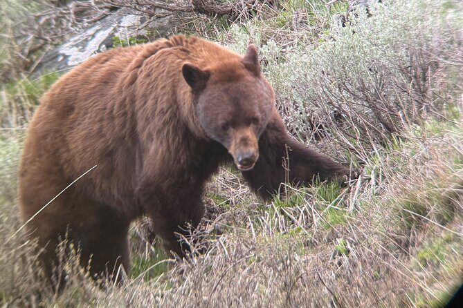 Upper Loop Lamar Wildlife Safari from Gardiner PRIVATE Lunch - Who Should Consider This Tour?