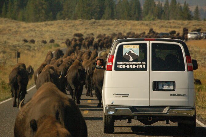 Upper Loop Tour and Lamar Valley from West Yellowstone with Lunch - The Value of This Experience