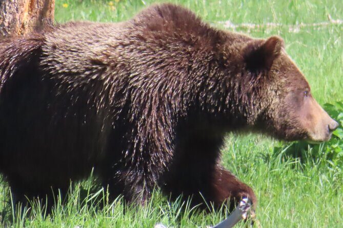 Upper Loop Tour and Lamar Valley from West Yellowstone with Lunch - FAQs