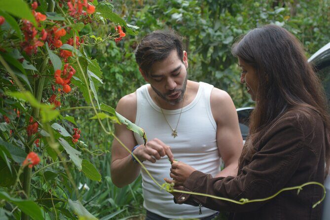 Urban Orchard in Desierto de los Leones in Mexico City - Key Points