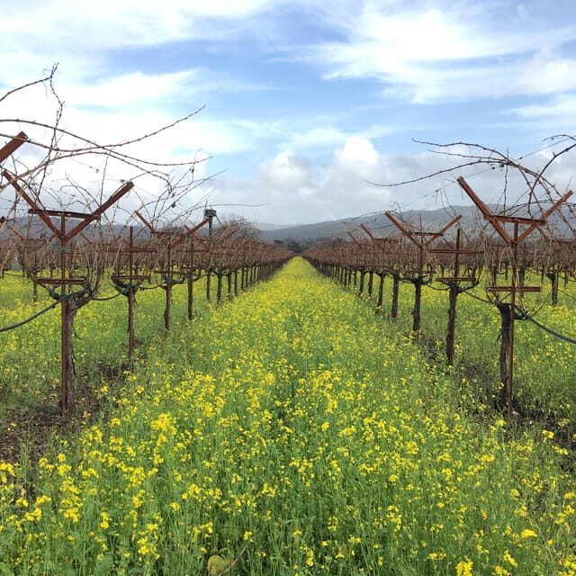 USA/California/Napa: Private Wine Tour for up to 6 guests - The Realities: Pros and Cons