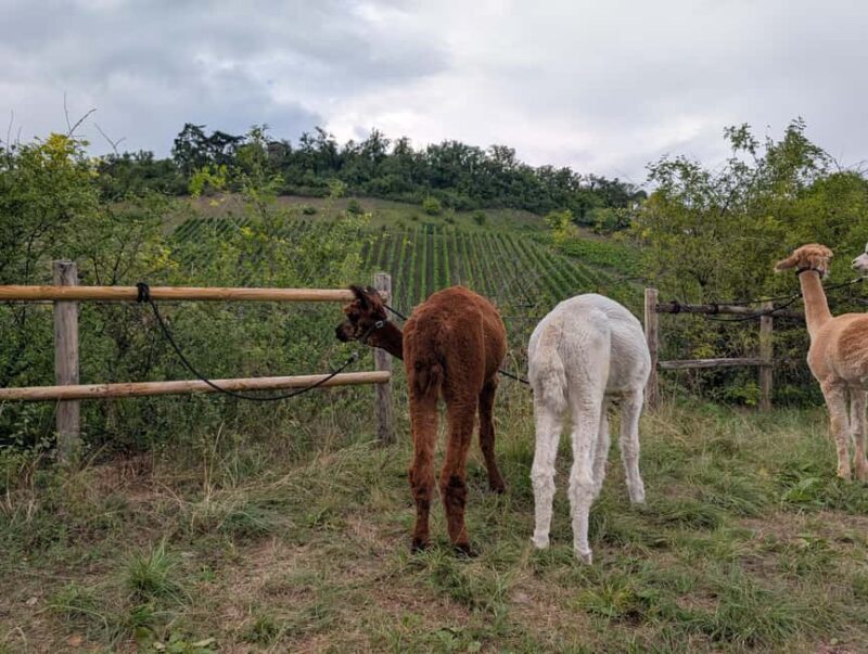 Vaihingen an der Enz: Guided alpaca hiking tour in idyllic countryside - Exploring the Alpaca Hiking Tour in Vaihingen an der Enz: A Gentle Escape into Nature