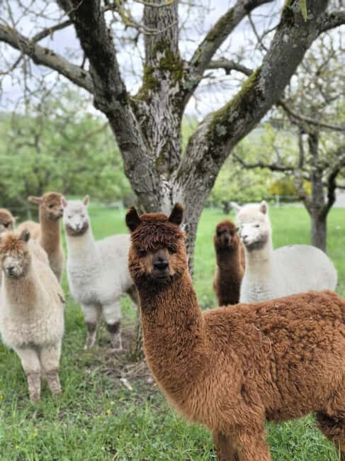 Vaihingen an der Enz: Guided alpaca hiking tour in idyllic countryside - What Makes This Alpaca Hike Special?