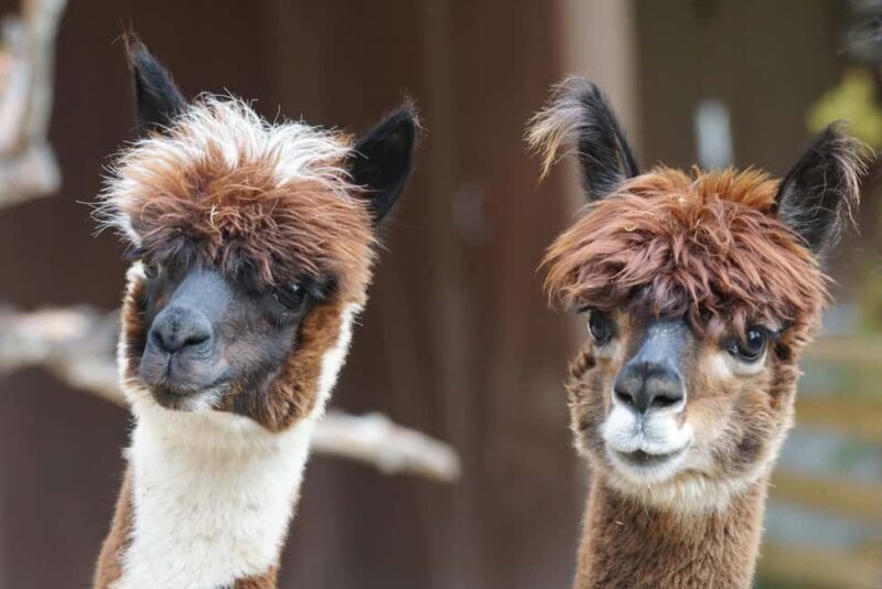 Vaihingen an der Enz: Guided alpaca hiking tour in idyllic countryside - The Experience of Being with the Alpacas