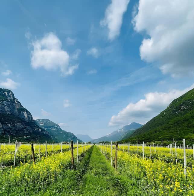 Valdadige: Winery Tour with 4 Wine Tastings - What We Like and What to Consider