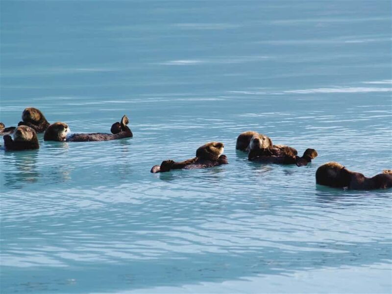 Valdez: Duck Flats Sea Kayak Tour - Key Points