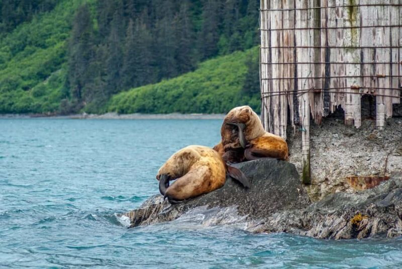 Valdez: Duck Flats Sea Kayak Tour - What to Expect on the Tour