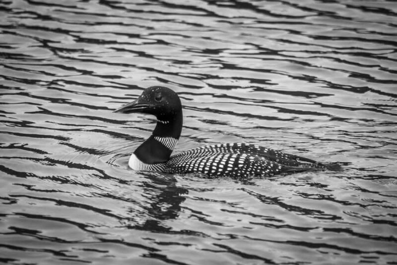 Valdez: Duck Flats Sea Kayak Tour - The Downsides to Keep in Mind