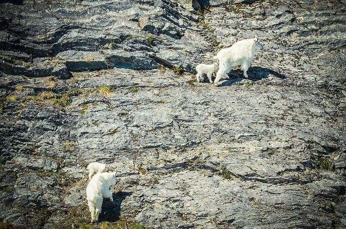 Valdez Glacier View Tour - Final Thoughts