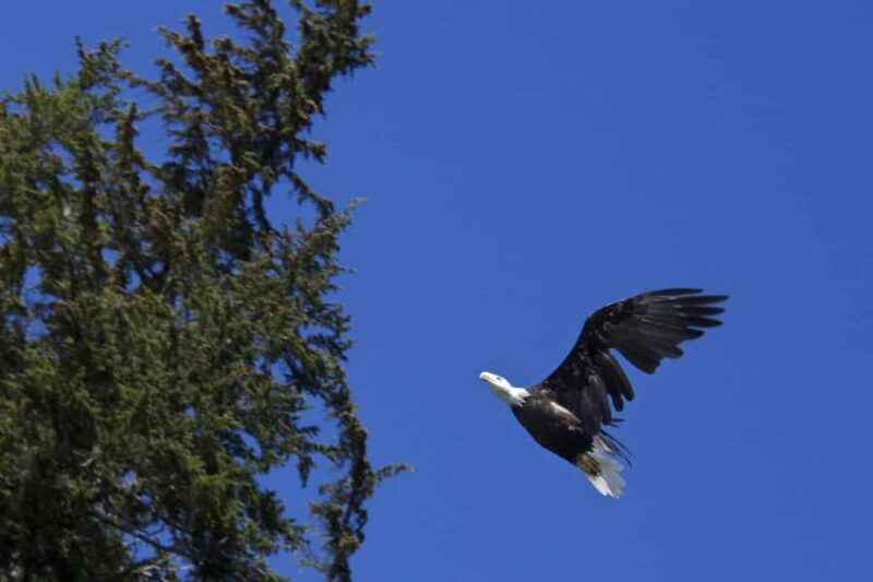 Valdez: Gold Creek Coastal Journey Kayak Tour - Detailed Breakdown of the Experience
