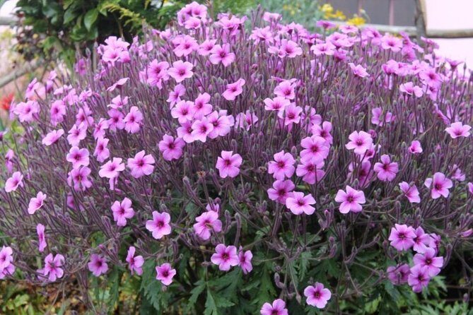 Vale Paraíso - Rochão (Half Day Walk) - The Downsides to Consider