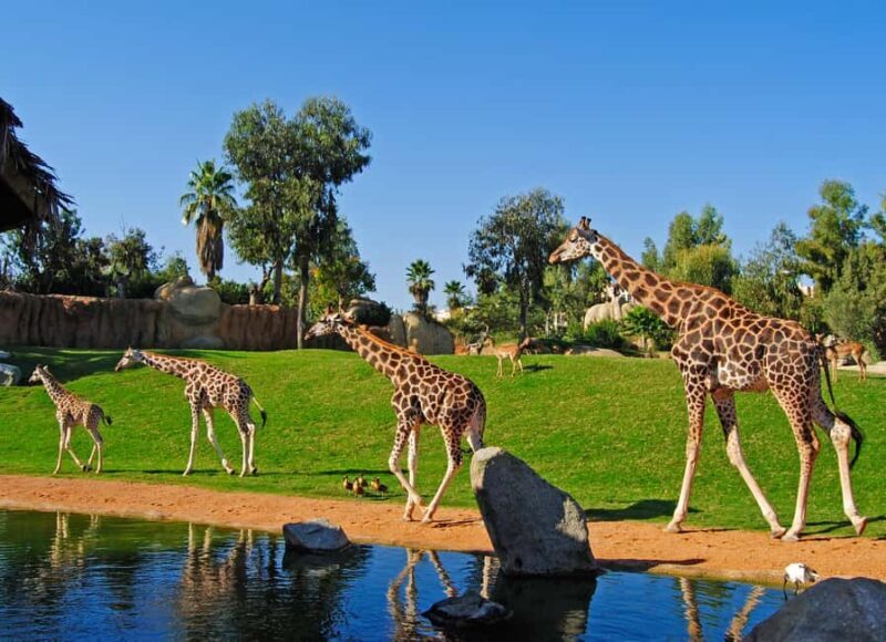 Valencia: Bioparc Valencia Admission Ticket - What Makes Bioparc Valencia Stand Out?