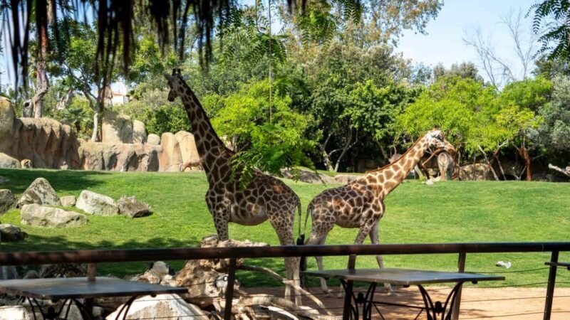 Valencia: Bioparc Valencia Admission Ticket - The Animal Experience