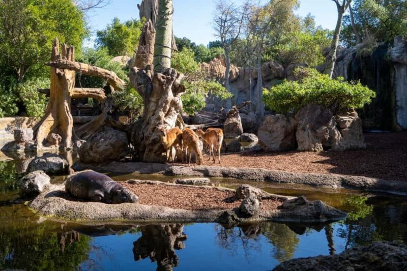 Valencia: Bioparc Valencia Admission Ticket - Visitor Experiences & Insights