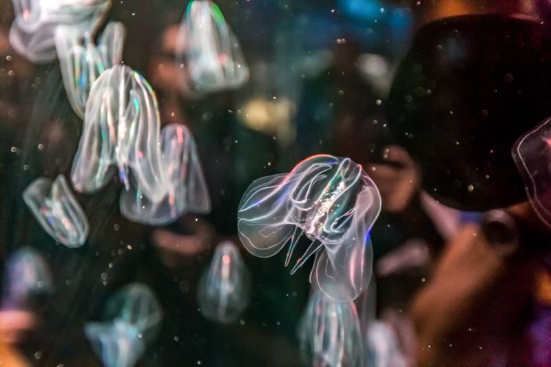 Valencia: Oceanogràfic Entry Ticket - Belugas, dolphins, and penguins: the animal highlights people remember