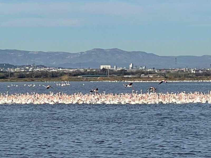 Valencia: The Albufera Lake Self-Guided E-Bike Tour - Valencia: The Albufera Lake Self-Guided E-Bike Tour Review