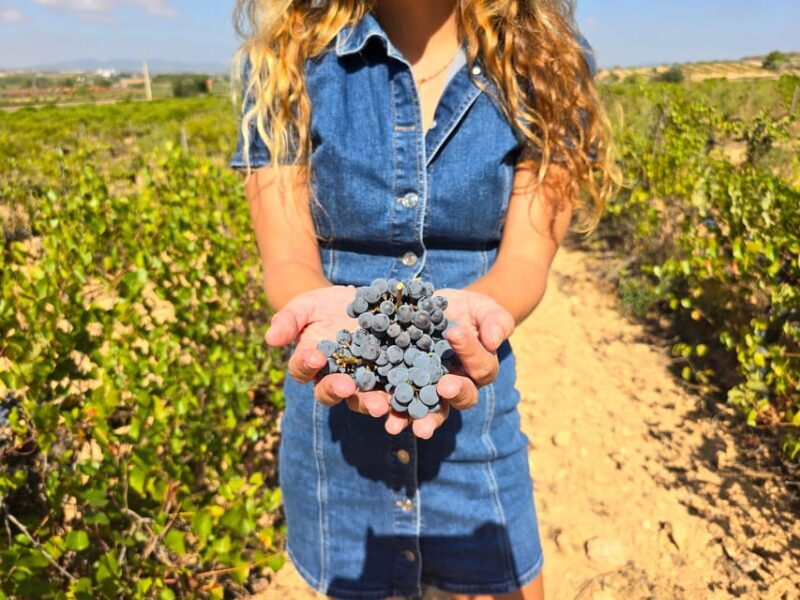 Valencia: Utiel-Requena Cave & Winery Day Trip with Tasting - An Introduction to the Tour