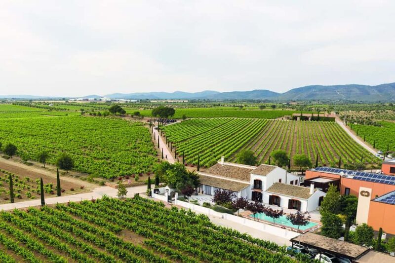 Valencia: Vineyard Tour, Local Wine, Cava Tasting & Snacks - The Value of This Tour