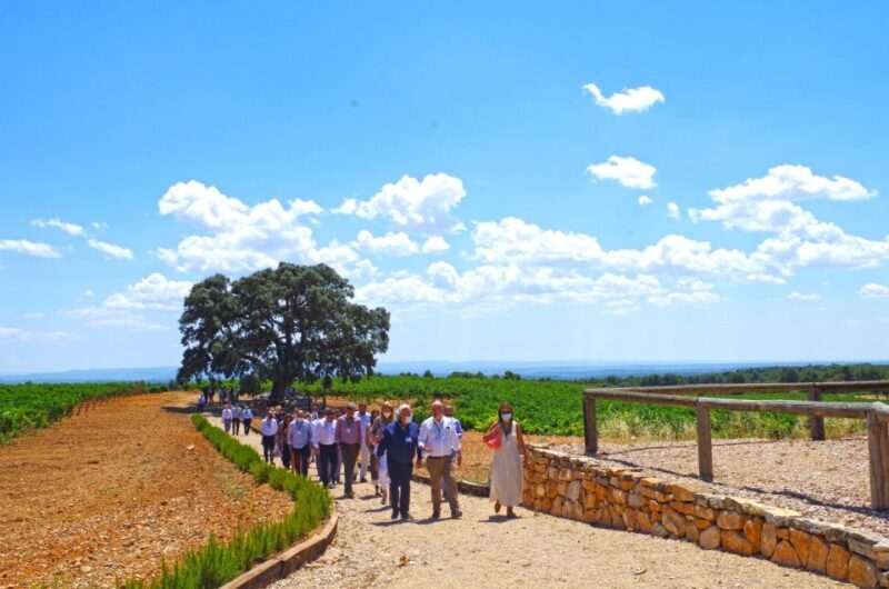 Valencia: Winery Visit with Vineyard Tour & Wine Tasting - A Closer Look at the Experience