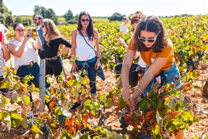Valencia: Winery Visit with Vineyard Tour & Wine Tasting - Who Should Book This Tour?