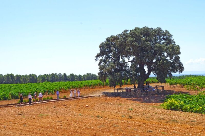 Valencia: Winery Visit with Vineyard Tour & Wine Tasting - Final Thought