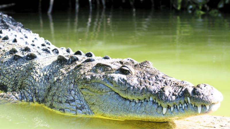 VALLADOLID: RIO LAGARTOS+LAS COLORADAS+EK´BALAM+CENOTE - Final Thoughts