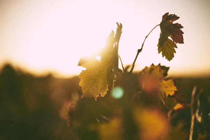 Valladolid: Tovar Wine Cellar Tour with Tasting - Practical Details and Considerations