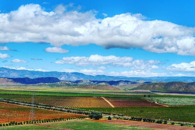Valle de Guadalupe Private Wine Tour - The Value of Private Transportation and Flexibility
