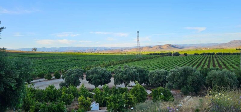 Valle de Guadalupe Tour: Wine Tastings Included - Who Is This Tour Best For?