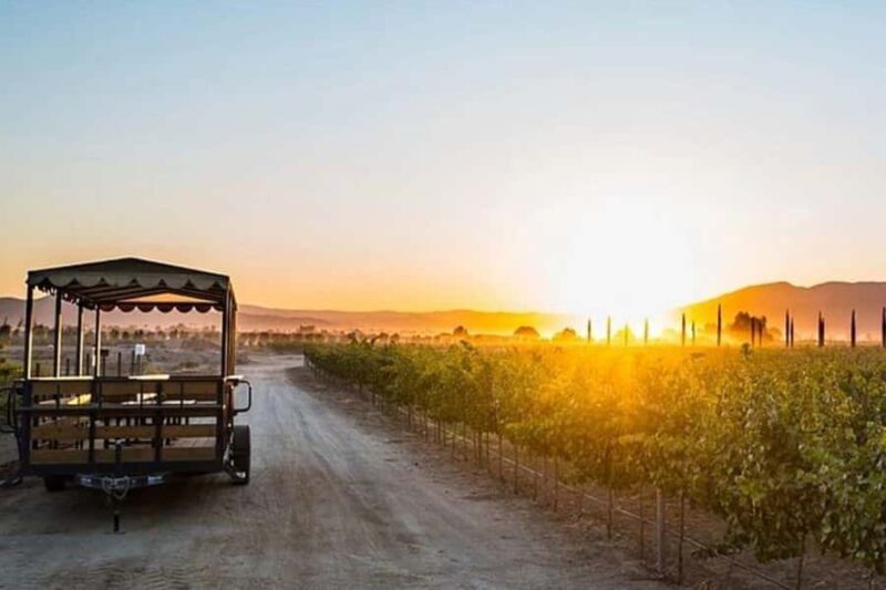 Valle de Guadalupe: Wine Tasting and Wagon Tour - The Highlights and Unique Selling Points
