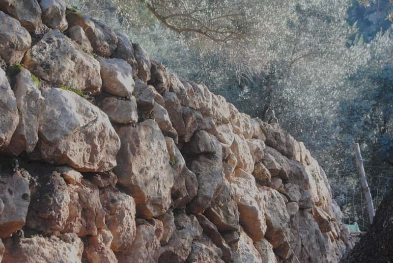 Valle de Sóller, Fornalutx: Olive grove tour, oil tasting, and local products - An In-Depth Look at the Olive Grove Tour Experience