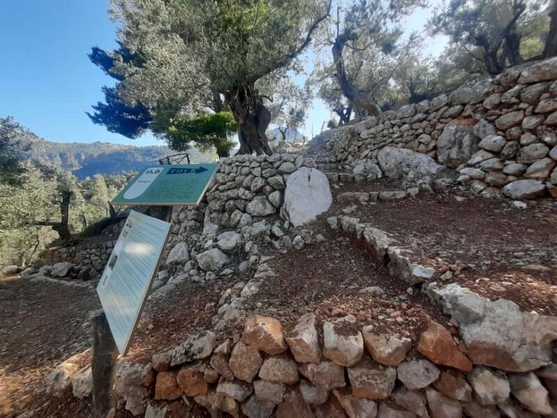 Valle de Sóller, Fornalutx: Olive grove tour, oil tasting, and local products - Who Will Enjoy This Tour?