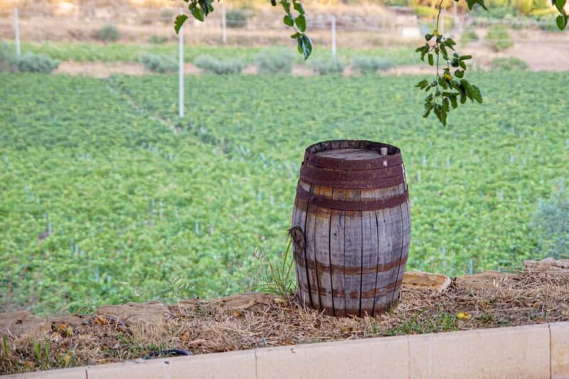 Valle delle Ferle: Wine Tasting & brunch in Caltagirone - An In-Depth Look at Valle delle Ferle