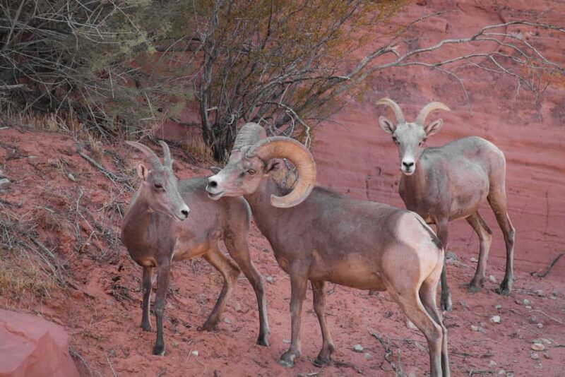 Valley of Fire Guided Hiking Tour & Mojave Desert Adventure - Final Thoughts