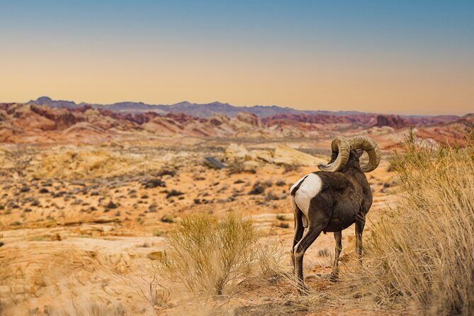 Valley of Fire Sunset Tour from Las Vegas - Final Thoughts: Who Will Love This Experience?