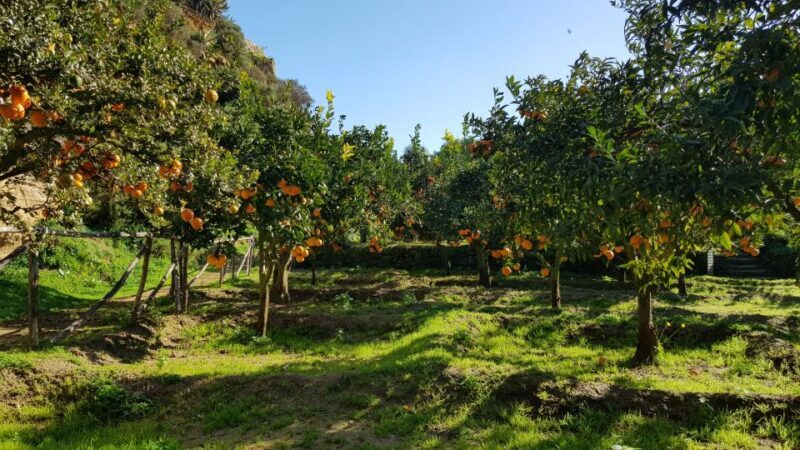 Valley of the Temples: Kolymbethra Garden Entry Ticket - Key Points