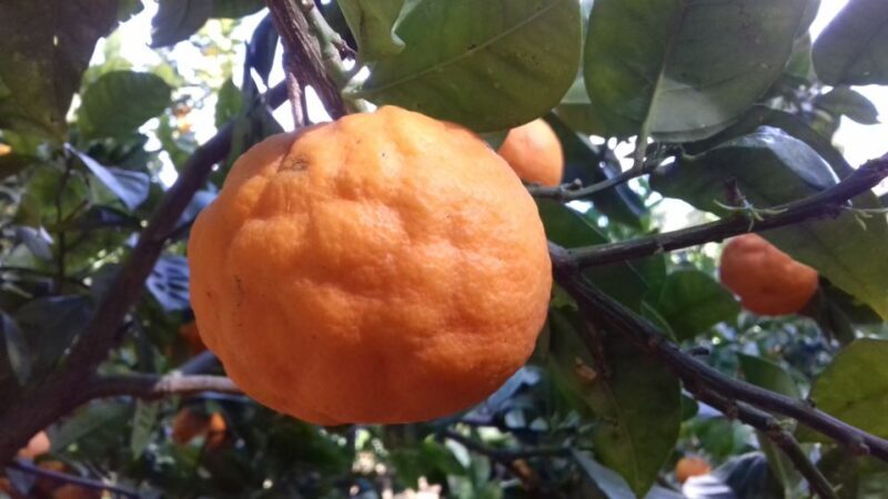 Valley of the Temples: Kolymbethra Garden Entry Ticket - Frequently Asked Questions