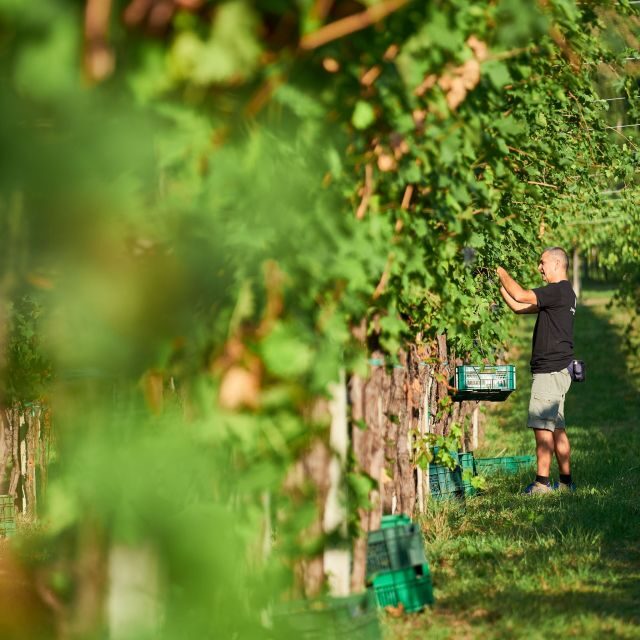 Valpolicella: Amarone Experience with Cantina Visit - Practical Details and Considerations